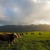 cattle
