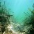 Photo courtesy of Beau Williams of Seagrass Recovery.